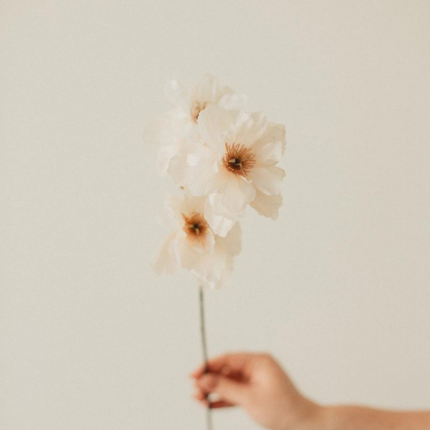 Wild Peony Stem