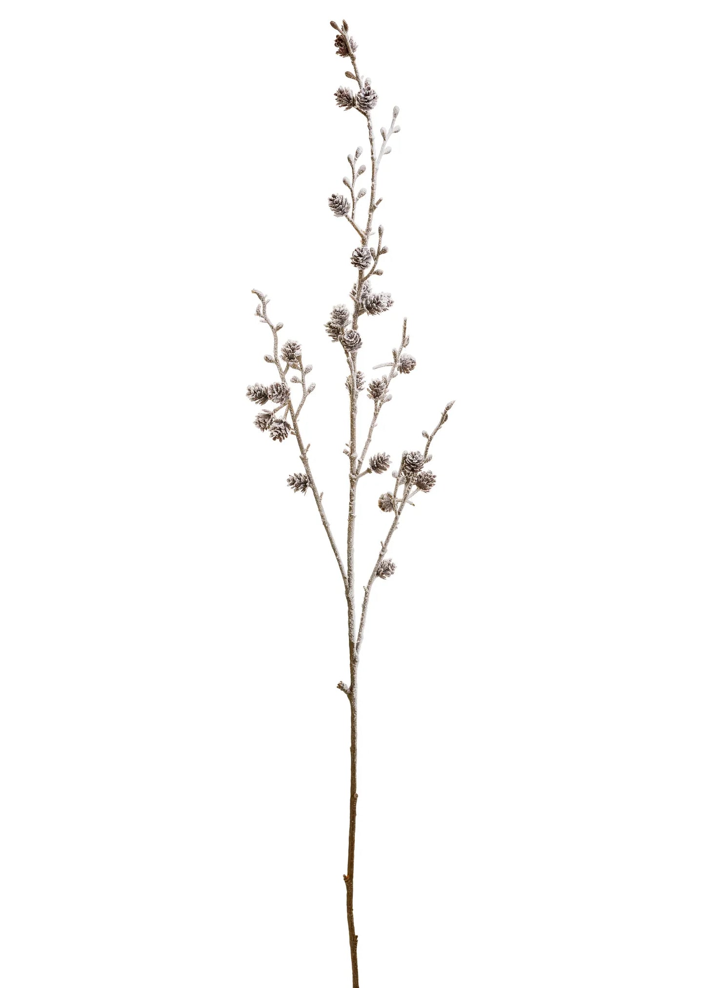 Stem Pine Cone Branch