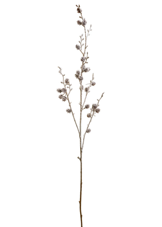 Stem Pine Cone Branch