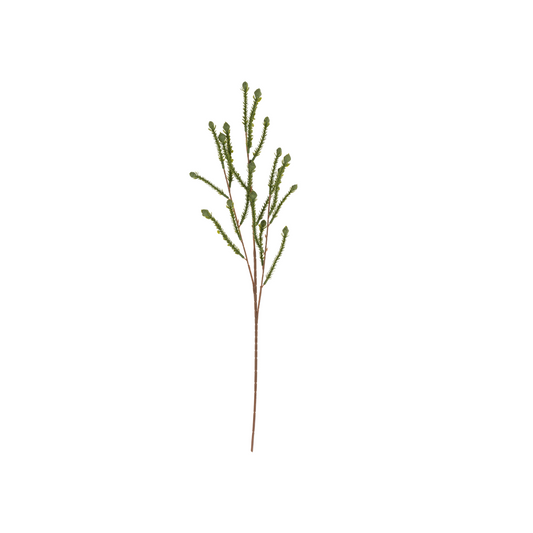 Cypress Sprig
