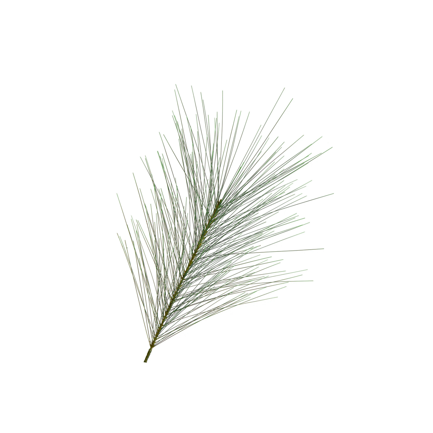 Long leaf Pine Spray