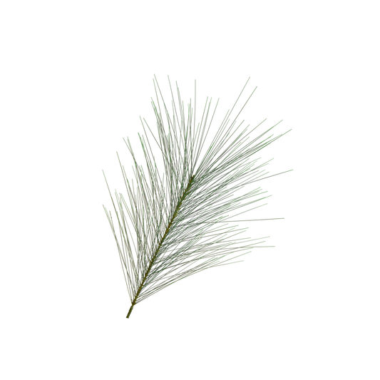 Long leaf Pine Spray